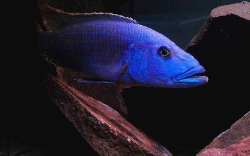 Tyrannochromis nigriventer 'Matema'